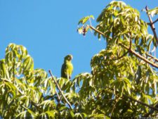 VI Campeonato Nacional Infantil (día 1)