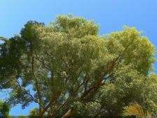 VI Campeonato Nacional Infantil (día 1)