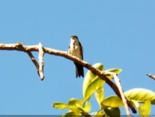 VI Campeonato Nacional Infantil (día 1)