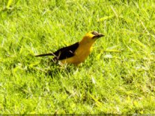 VI Campeonato Nacional Infantil (día 1)