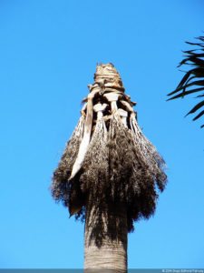 VI Campeonato Nacional Infantil (día 1)