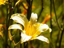 Cancha de Nordelta brilló en ProAm 108º Visa Open de Argentina