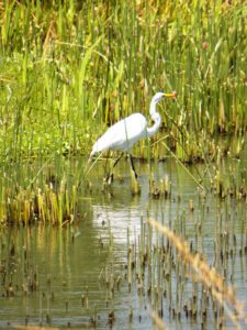 Cancha de Nordelta brilló en ProAm 108º Visa Open de Argentina