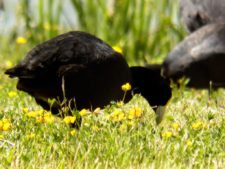 Cancha de Nordelta brilló en ProAm 108º Visa Open de Argentina