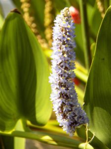 Cancha de Nordelta brilló en ProAm 108º Visa Open de Argentina