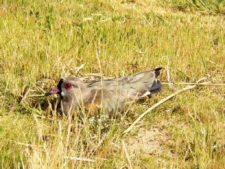 Cancha de Nordelta brilló en ProAm 108º Visa Open de Argentina
