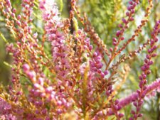 Cancha de Nordelta brilló en ProAm 108º Visa Open de Argentina