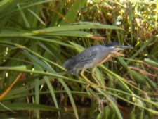 Cancha de Nordelta brilló en ProAm 108º Visa Open de Argentina