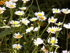 Cancha de Nordelta brilló en ProAm 108º Visa Open de Argentina