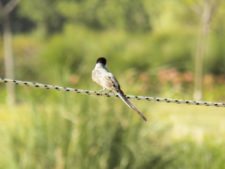 Cancha de Nordelta brilló en ProAm 108º Visa Open de Argentina