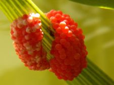 Cancha de Nordelta brilló en ProAm 108º Visa Open de Argentina