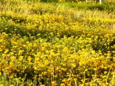 Cancha de Nordelta brilló en ProAm 108º Visa Open de Argentina