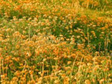 Cancha de Nordelta brilló en ProAm 108º Visa Open de Argentina