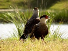 Cancha de Nordelta brilló en ProAm 108º Visa Open de Argentina