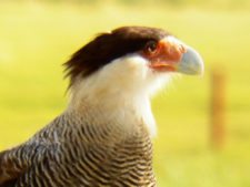 Cancha de Nordelta brilló en ProAm 108º Visa Open de Argentina