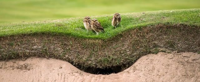 Cancha del Golf Olímpico recibe certificado ambiental (cortesía golfdigest.com)