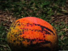 Clasificatorio Copa Los Andes 2016, selección domingo