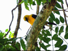 Clasificatorio Copa Los Andes 2016, selección domingo