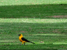 Clasificatorio Copa Los Andes 2016, selección domingo