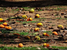 Clasificatorio Copa Los Andes 2016, selección sábado
