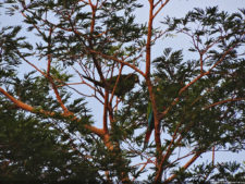 Clasificatorio Copa Los Andes 2016, selección viernes
