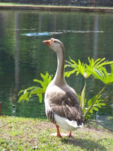 Copa Los Andes en su Esplendor