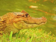 Disfrutando Evento de 1er Nivel