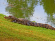 Disfrutando Evento de 1er Nivel