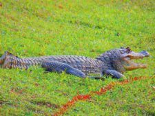 Disfrutando Evento de 1er Nivel