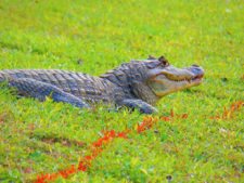 Disfrutando Evento de 1er Nivel