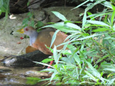El Parque de Izcaragua