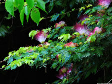 El Parque de Izcaragua