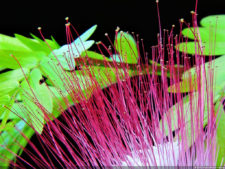 El Parque de Izcaragua