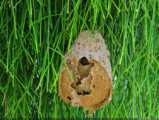 El Parque de Izcaragua