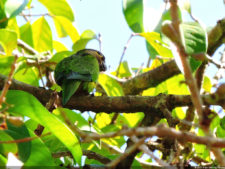 El Parque de Izcaragua