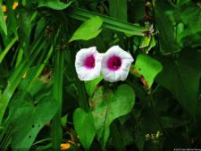 El Parque de Izcaragua