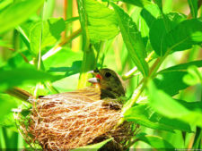 El Parque de Izcaragua