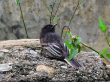 El Parque de Izcaragua