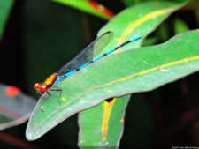 El Parque de Izcaragua