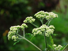 El Parque de Izcaragua