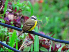 El Parque de Izcaragua