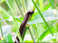 El Parque de Izcaragua