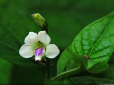 El Parque de Izcaragua