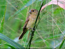 El Parque de Izcaragua