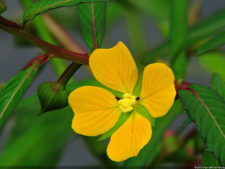 El Parque de Izcaragua