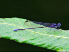 El Parque de Izcaragua