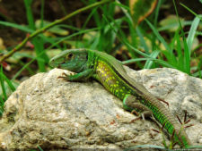 El Parque de Izcaragua