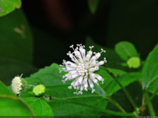 El Parque de Izcaragua