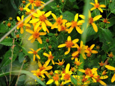 El Parque de Izcaragua