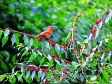 El Parque de Izcaragua